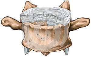 Structure of an intervertebral disk Segment photo