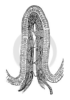 Structure of an Intestinal Villus, vintage engraving