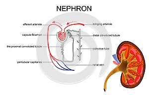 The structure of kidney and nephron
