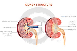 Structure of the Kidney Nephrons, Cortex, and Medulla for Filtration and Waste Removal photo