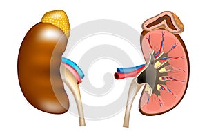 The structure of the kidneys and adrenal gland.