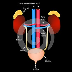 The structure of the kidneys and bladder. Excretory system. Infographics. Vector illustration.