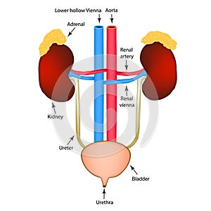 The structure of the kidneys and bladder. Excretory system. Infographics. Vector illustration on isolated background.