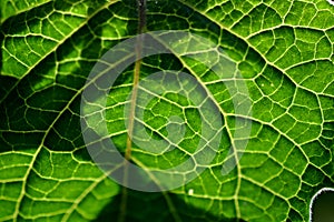 Structure of a leaf,A leaf with laminar structure and venation