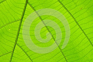 Structure of leaf natural background