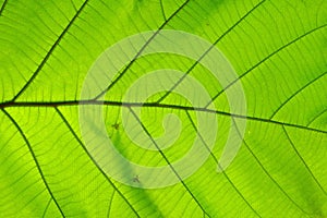 Structure of leaf natural background