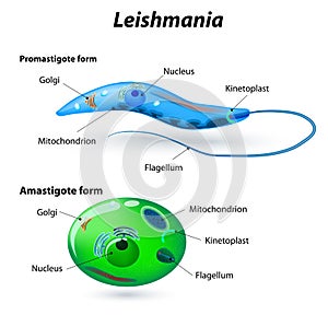 Structure of Leishmania