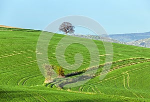 Structure of lines and waves at a field