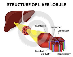 Structure of liver lobule