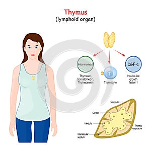 Structure, Location, and function of the thymus