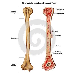 Structure of a Long bone. photo