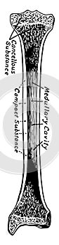 Structure of a Long Bone, vintage illustration