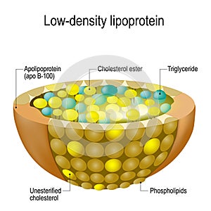 Structure of Low-density lipoprotein LDL. bad cholesterol photo