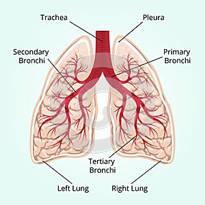 Structure of the lungs