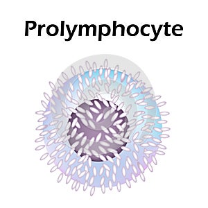 The structure of the lymphocyte. Lymphocytes blood cell. White blood cell immunity. Leukocyte. Infographics. Vector