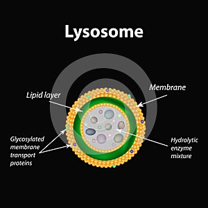 The structure of lysosomes. Infographics. Vector illustration