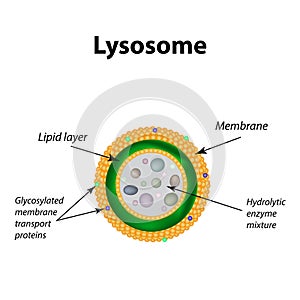 The structure of lysosomes. Infographics. Vector illustration on isolated background