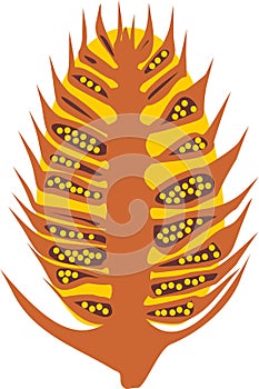 Structure of male cone of pine in the section