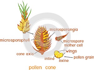 Structure of male pollen cone of Pinus and yellow pollen grain with titles