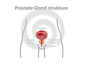 Structure of male prostate. Genitourinary internal anatomy of man with bladder and urethra prevention prostatitis.