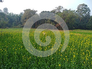 Structure of man through soil pot for security of agriculture in navkarhi madhubani bihar india