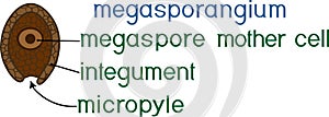 Structure of megasporangium of gymnosperm plant with titles