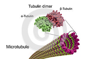 Microtubule isolated on white background photo