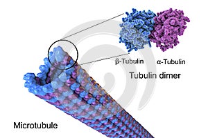 Structure of a microtubule, illustration