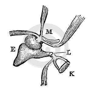 The structure of the middle ear.