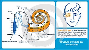 Structure of middle ear and cochlea.