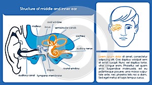 Structure of middle and inner ear.