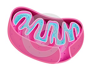 Structure of Mitochondria photo