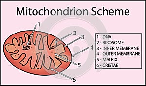 Structure mitochondrion organelle. anatomy of mitochondrion photo