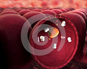 Structure of the molecule