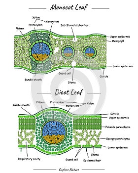 Structure of Monocot leaf and dicot leaf