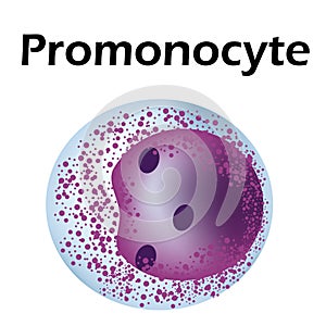 The structure of the monocyte. Monocytes blood cell. macrophage. White blood cell immunity. Leukocyte. Infographics