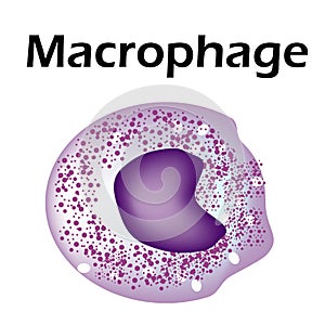 The structure of the monocyte. Monocytes blood cell. macrophage. White blood cell immunity. Leukocyte. Infographics