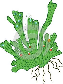 Structure of monomeric gametophyte of equisetum arvense horsetail with archegonium and antheridium