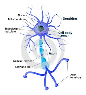 Structure of a motor neuron photo