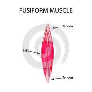 The structure of the muscle is fusiform. Infographics. Vector illustration on isolated background photo