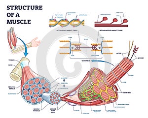 Structure of muscle with isolated myosin and actin closeup outline diagram