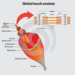Structure of muscle. Labeled skeletal muscle anatomy vector illustration drawing photo