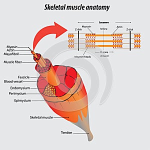 Structure of muscle. Labeled skeletal muscle anatomy vector illustration drawing