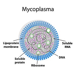 The structure of the mycoplasma. Infographics. Vector illustration on isolated background