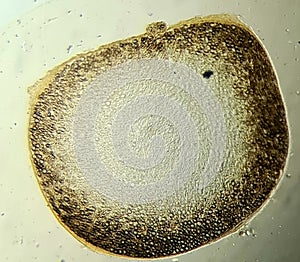 The structure of the myelin nerve fiber under the microscope photo