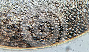 The structure of the myelin nerve fiber under the microscope