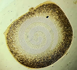 The structure of the myelin nerve fiber under the microscope