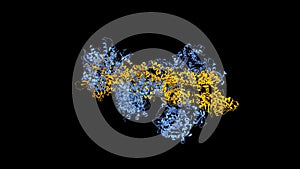 Structure of myosin VI (blue) - actin (orange) complex in the rigor nucleotide-free state