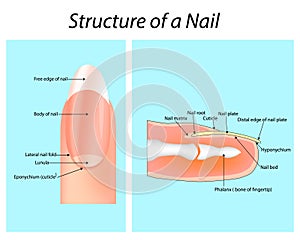 Structure of a Nail. Nail anatomy