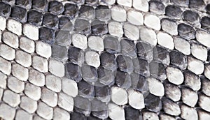 Structure natural snake skin pattern. Piton skin background. Python skin texture background. The texture of genuine leather snake